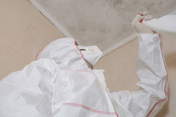 Best Mold Damage Repair  in Tolono, IL