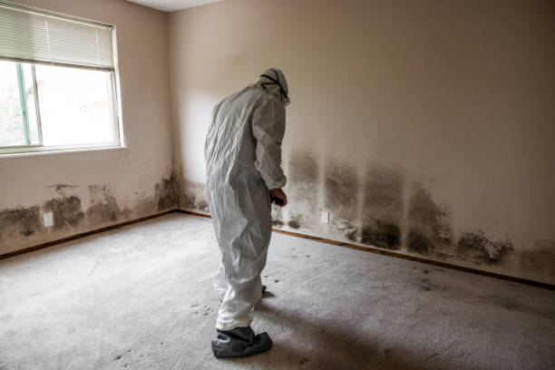 Best Mold Testing and Removal  in Tolono, IL