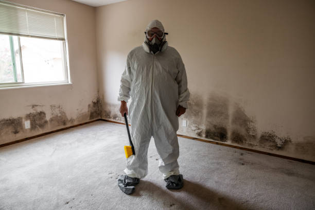Certified Mold Removal in Tolono, IL