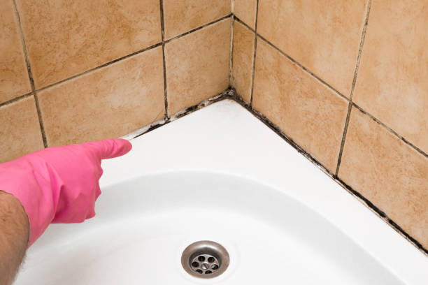 Attic Mold Removal in Tolono, IL
